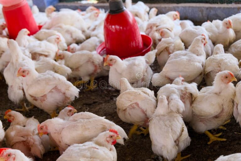 bright-healthy-broilers-modern-poultry-farm-white-chickens-gather-spacious-highlighting-sustainable-farming-practices-372727023