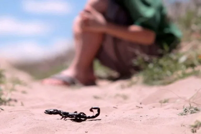 scorpion-piqure scorpion-piqure