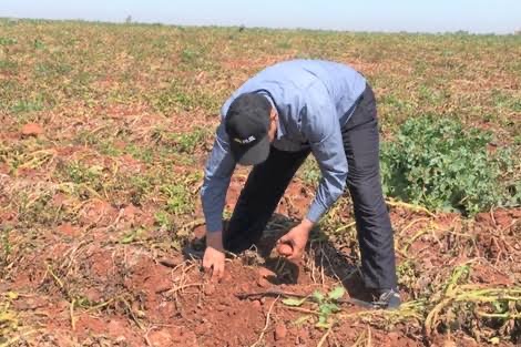 الناظور – الأمطار الأخيرة تمنح دفعة للموسم الفلاحي الجديد