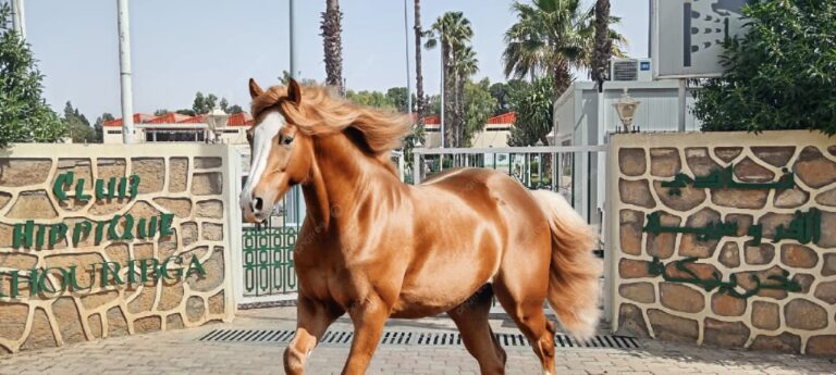 رحلة في عالم الفروسية: أطفال أولمبيك خريبكة يعيشون تجربة تربوية راقية بمعرض الفرس