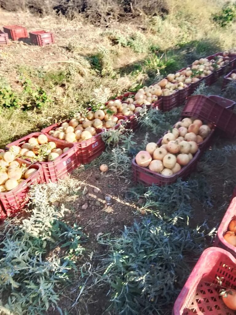 بداية موسم جني الرمان بمنطقة ولاد سعيد بأقليم قلعة السراغنة: فرحة الفلاحين ووعود بانتاج وفير