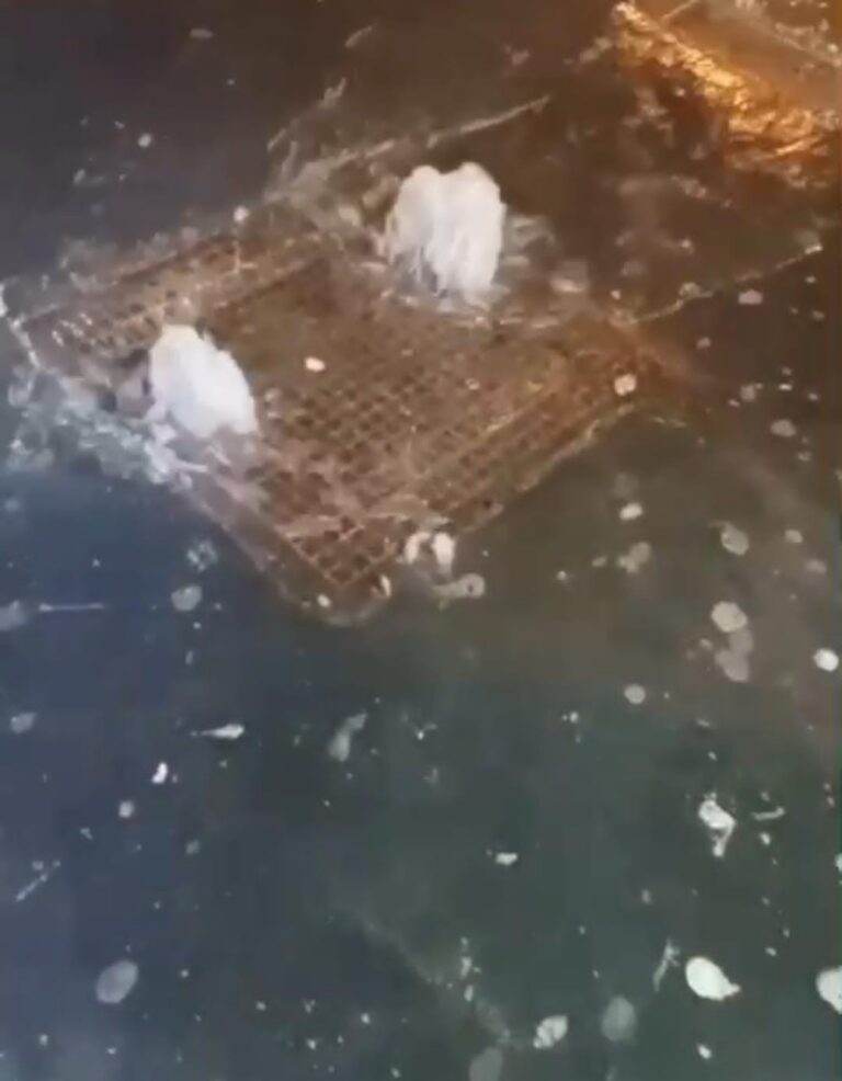 الدار البيضاء – مفارقات في قلب المدينة… شارع بوعبيد يقف شامخًا وشارع الحي الحسني ينهار تحت أول اختبار