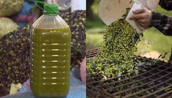 الأونسا ترد على إشاعات “زيت الزيتون” وتؤكد سلامة المنتوج المغربي