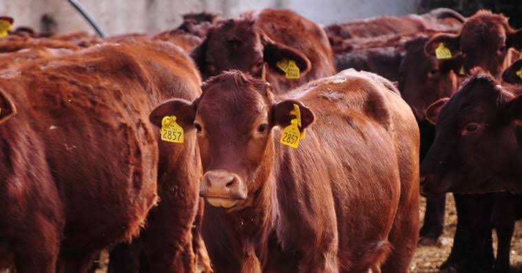 المستوردون يتوقعون تجاوز الحصة الحكومية لاستيراد الأبقار قبل نهاية 2025