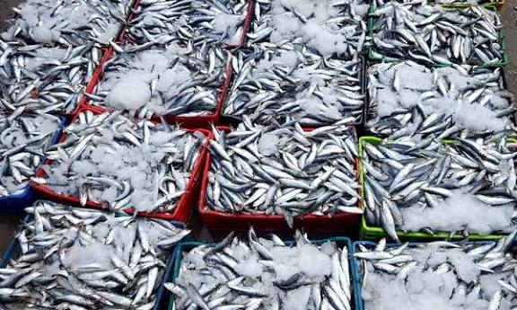 الحسيمة.. المكتب الوطني للصيد يعلن إجراءات جديدة لتنظيم تسويق “البكالاو”