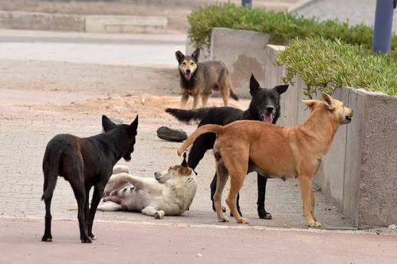 وزارة الداخلية تُحصي 100 ألف عضة كلاب ضالة في 2024 وتجهز 20 مركزاً لإيوائها