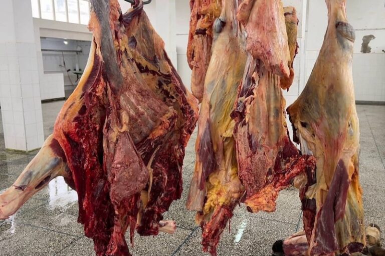 vache-viande-ouazzane-saisie