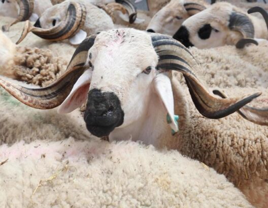 69bc3ef866a67-528x410