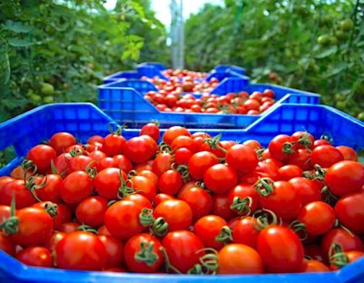 جدل صادرات الطماطم.. نفي مهني يبدد إشاعة التعليق ويؤكد غياب أي قرار رسمي