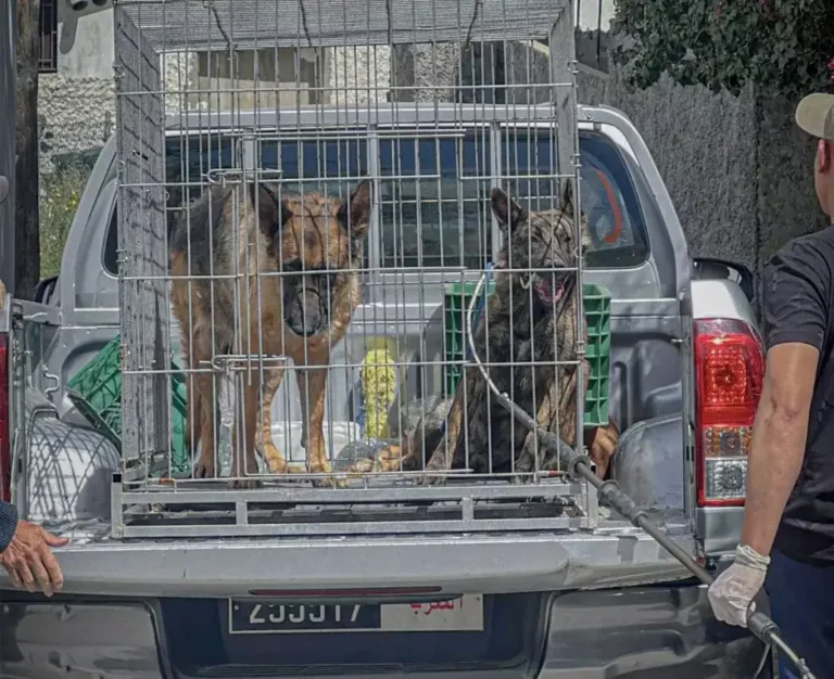 xb4fb2b97-4c48-400e-a2d9-b2e8b7c48c47-1024x835.jpeg.webp.pagespeed.ic