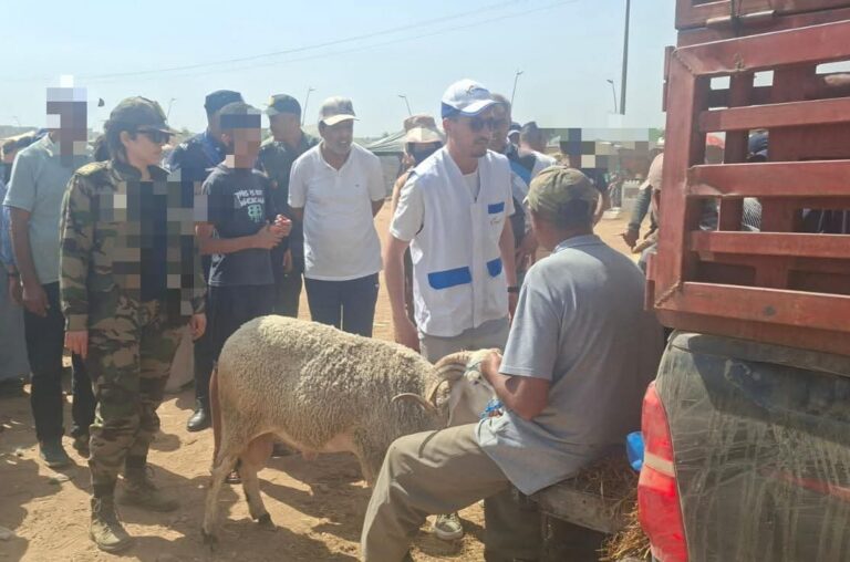 تيفلت: حملات مراقبة صارمة برحبة المواشي للحد من التجاوزات وحماية المستهلك