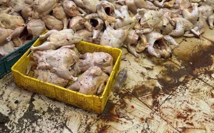 طنجة.. حجز أطنان من الدجاج الفاسد يعيد الجدل حول سلامة المواد الغذائية