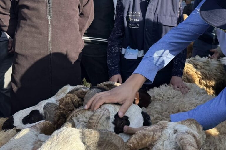 السلطات تُسقط أول “الشناقة” بأسواق الأضاحي بعد قرارات الحكومة لمحاربة المضاربة