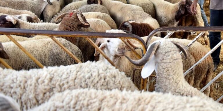 Moutons-et-chevres
