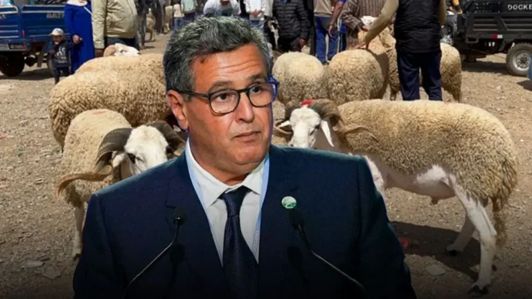 أخنوش: عرض أضاحي العيد كان متوفراً والأسواق عرفت ضغطاً محدوداً