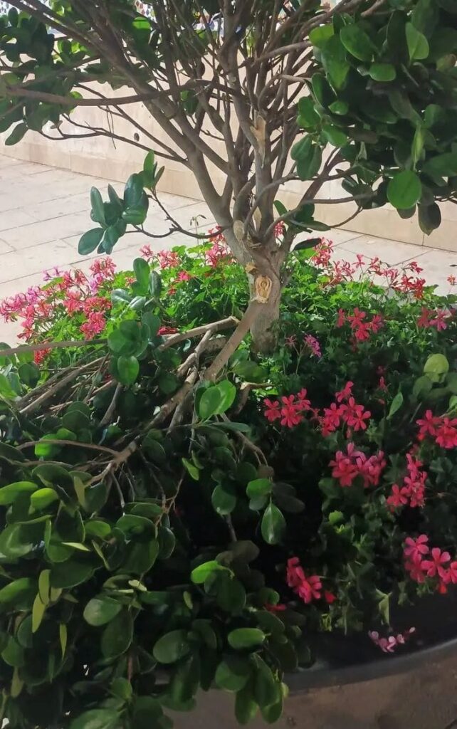 الحسيمة.. تخريب شجرة بالفضاء العام يثير استياء الساكنة ودعوات لحماية الممتلكات العمومية