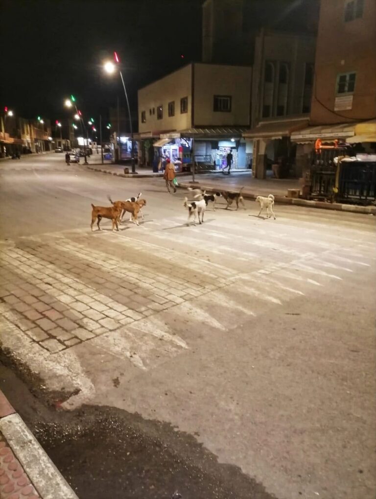 كهف النسور.. انتشار الكلاب الضالة ليلاً يثير مخاوف الساكنة