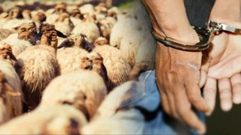 وجدة.. الدرك الملكي يفكك شبكة مشتبه في تورطها في سرقة المواشي ويحجز 300 رأس من الأغنام