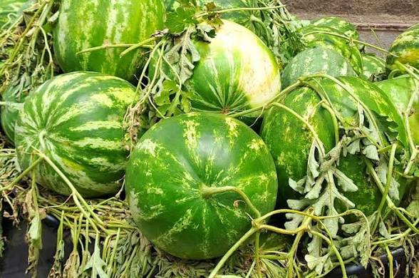 عامل زاكورة يمنع زراعة البطيخ على بُعد 5 كيلومترات من الواحات